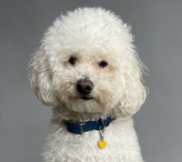 Pet Memorial Companion Heart