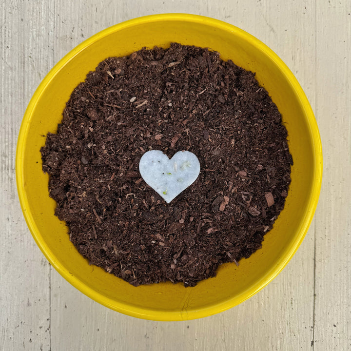 Remember Me As Sunshine Plantable Hearts